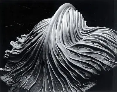 Edward Weston's Flowing Drapes in Monochrome