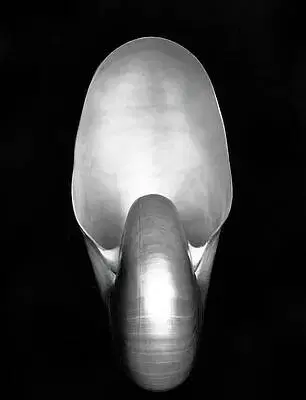 Edward Weston's Streamlined Silver Form — Nautilus